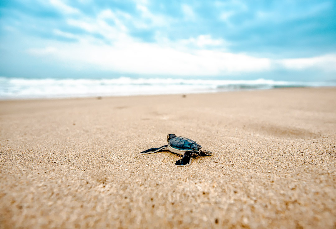 mexiko puerto escondido baby schildkroete mexiko puerto escondido baby schildkroete