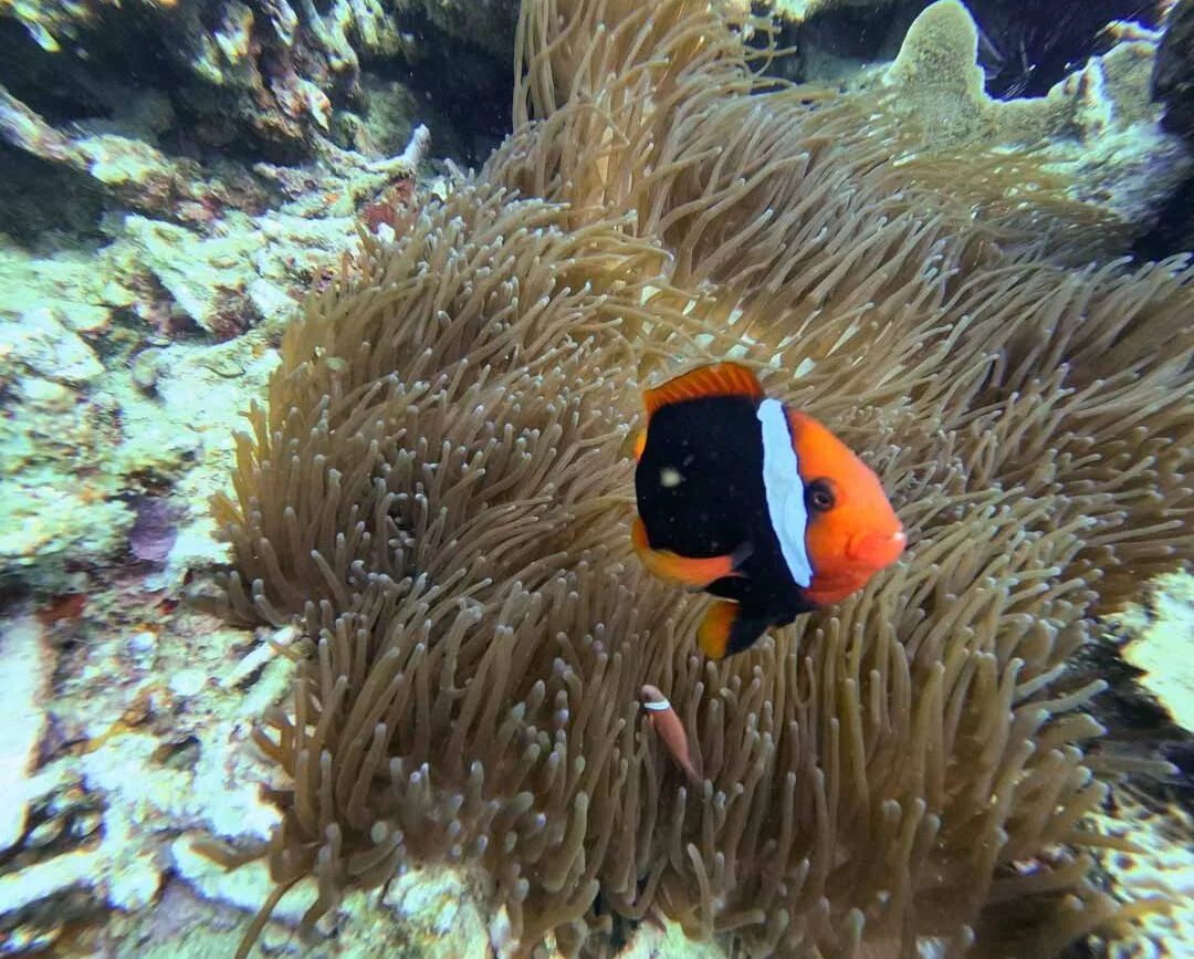 Nemo beim Tauchen auf Con Dao