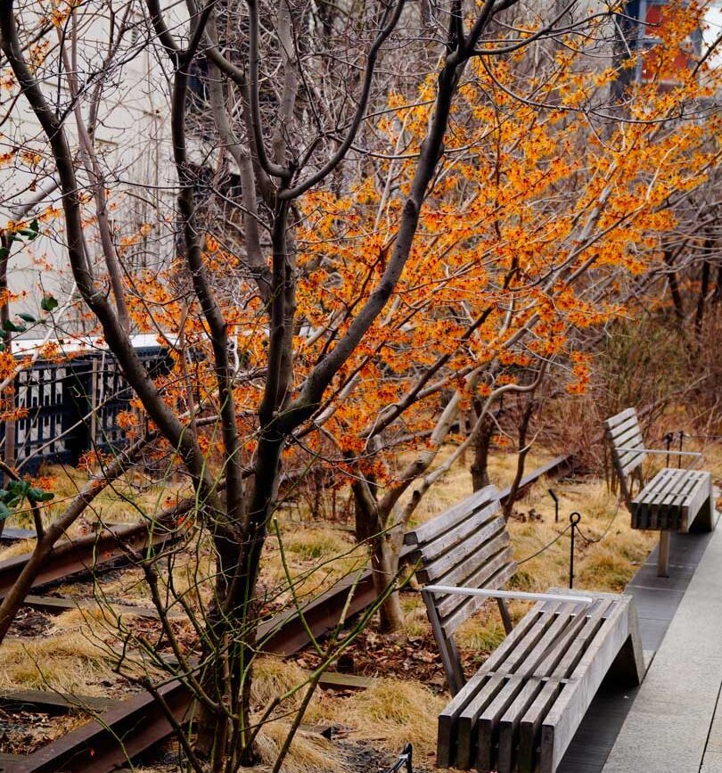 New York Städtetrip Highline Park