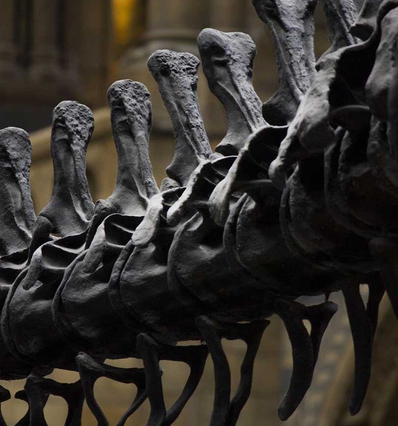 New York Städtetrip Natural History Museum Dinosaurierskelett