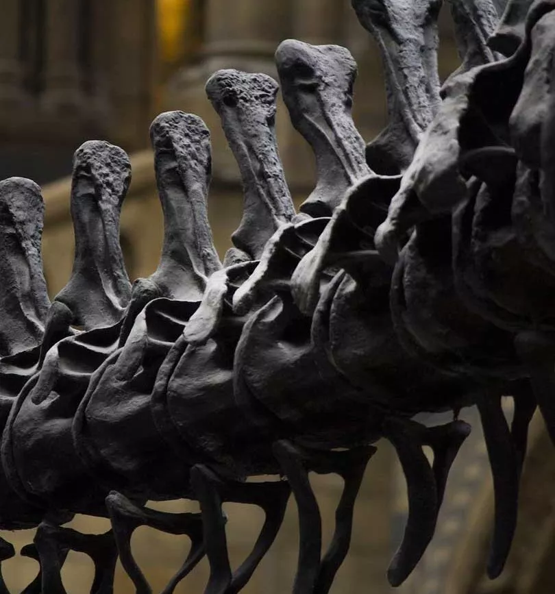 new york staedtetrip natural history museum dinosaurierskelett