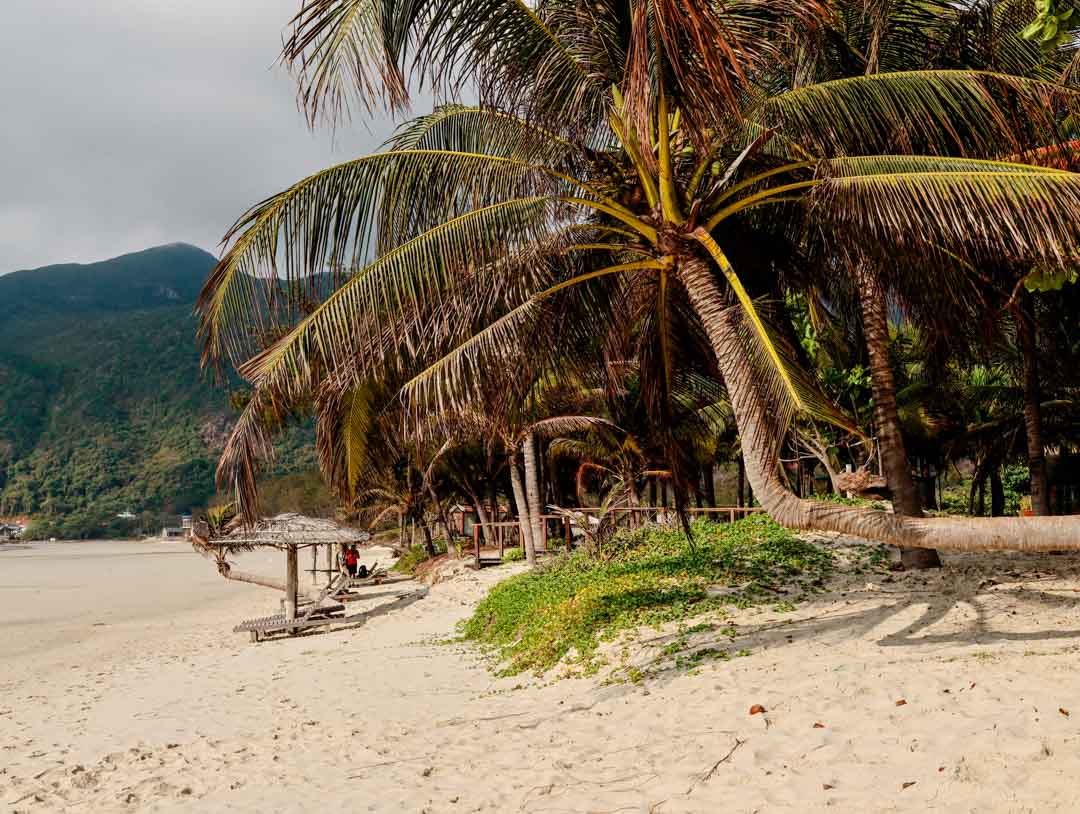palmen am strand an hai