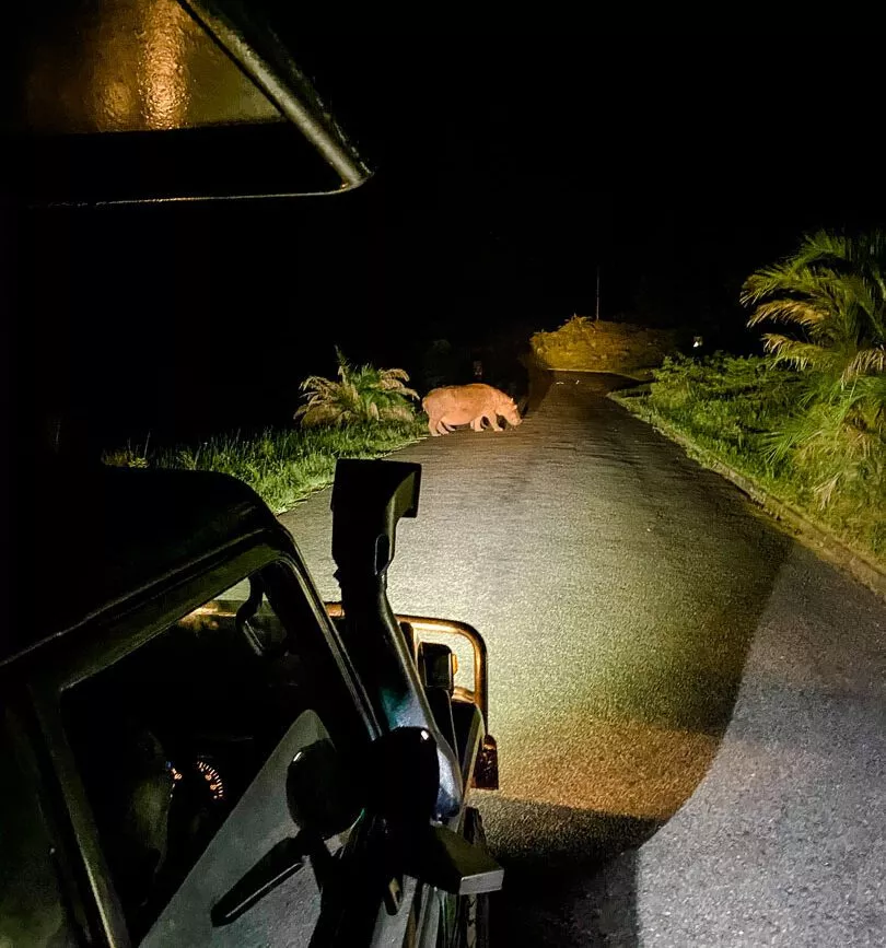 safari nachts im st lucia suedafrika