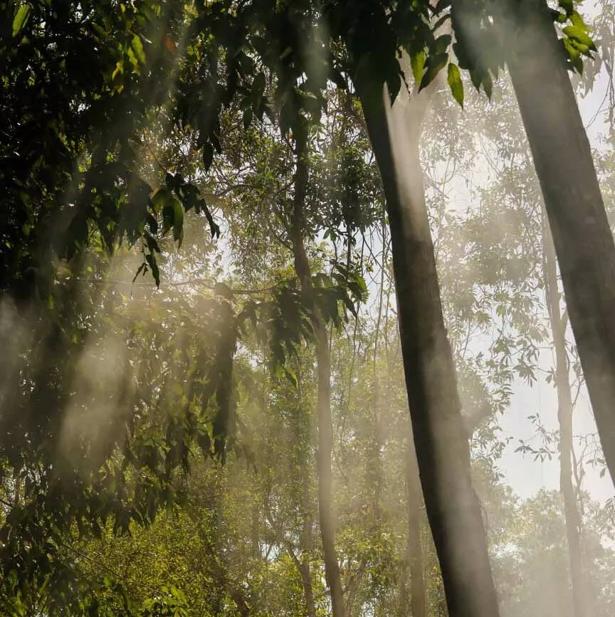 Sonnenlicht strömt durch den Wald in Can Tho, Vietnam