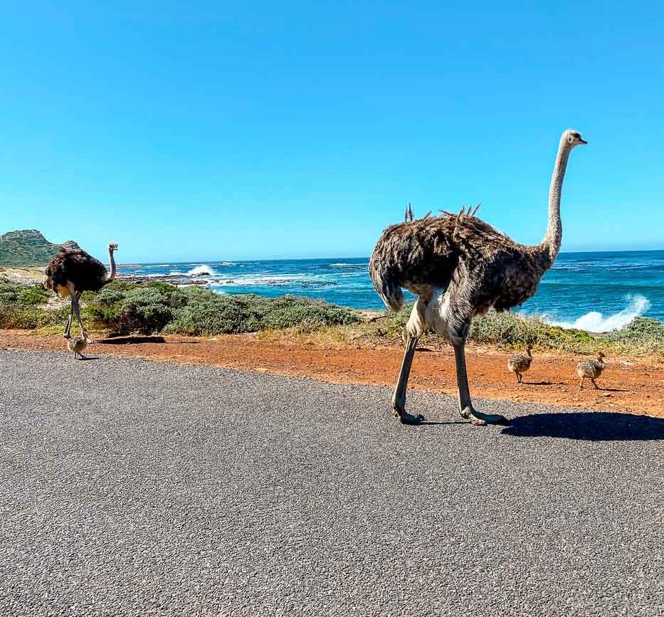 strauss familie kreuzt die strasse suedafrika