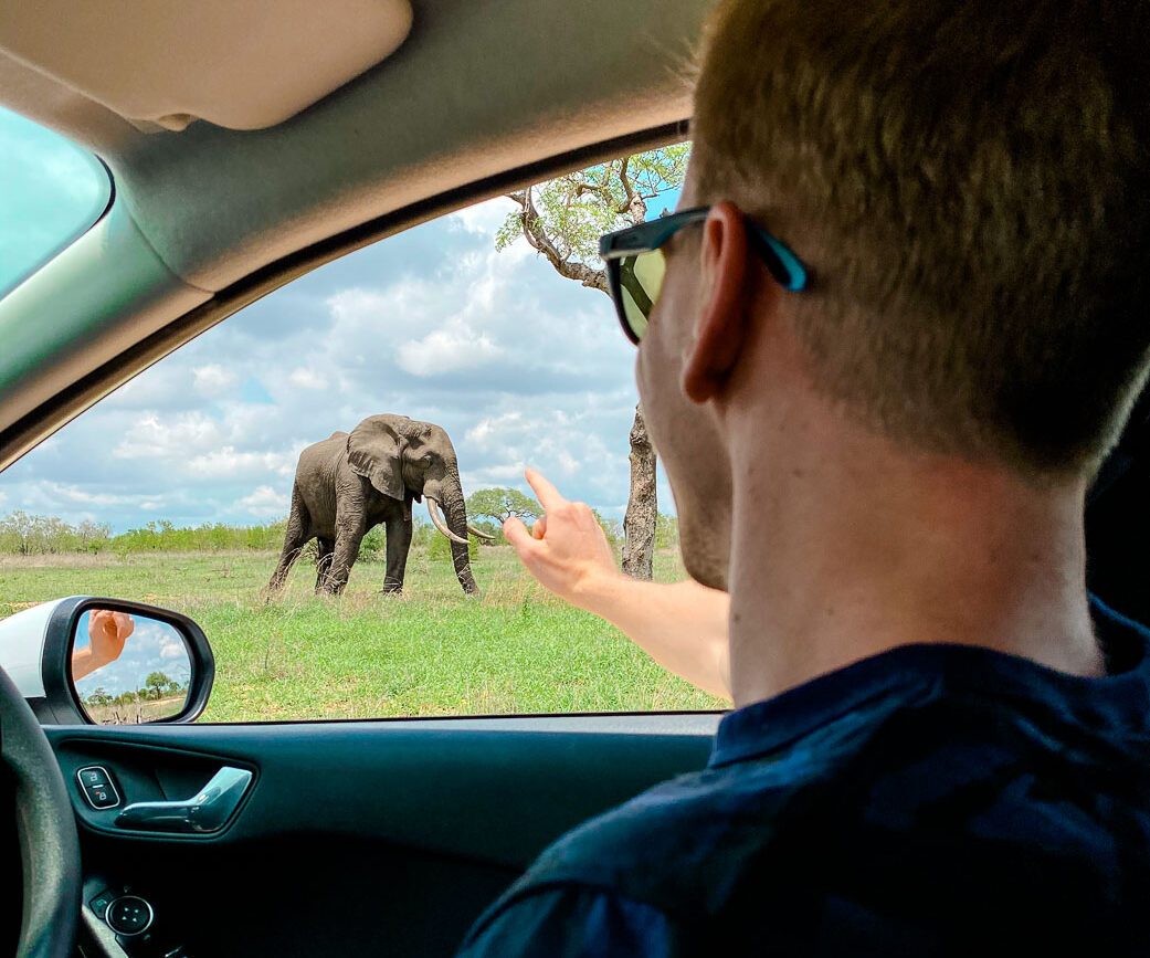 tiere beobachten bei safari mit dem mietwagen in suedafrika