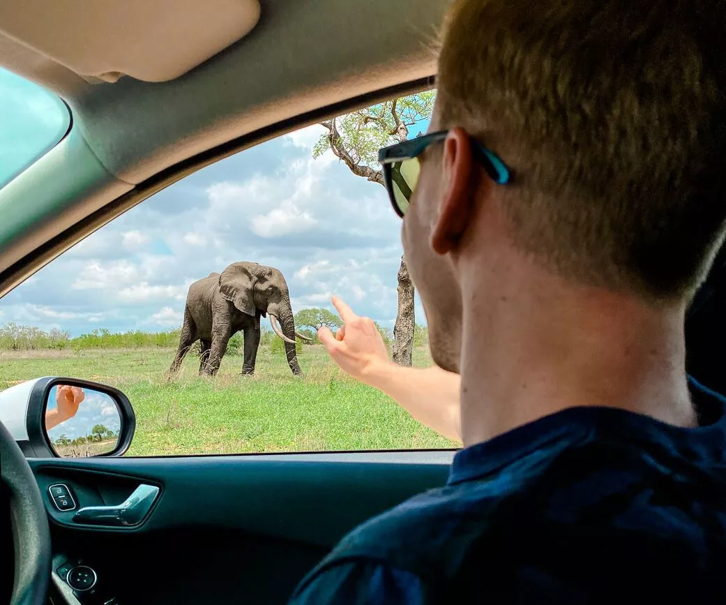 tiere beobachten bei safari mit dem mietwagen in suedafrika