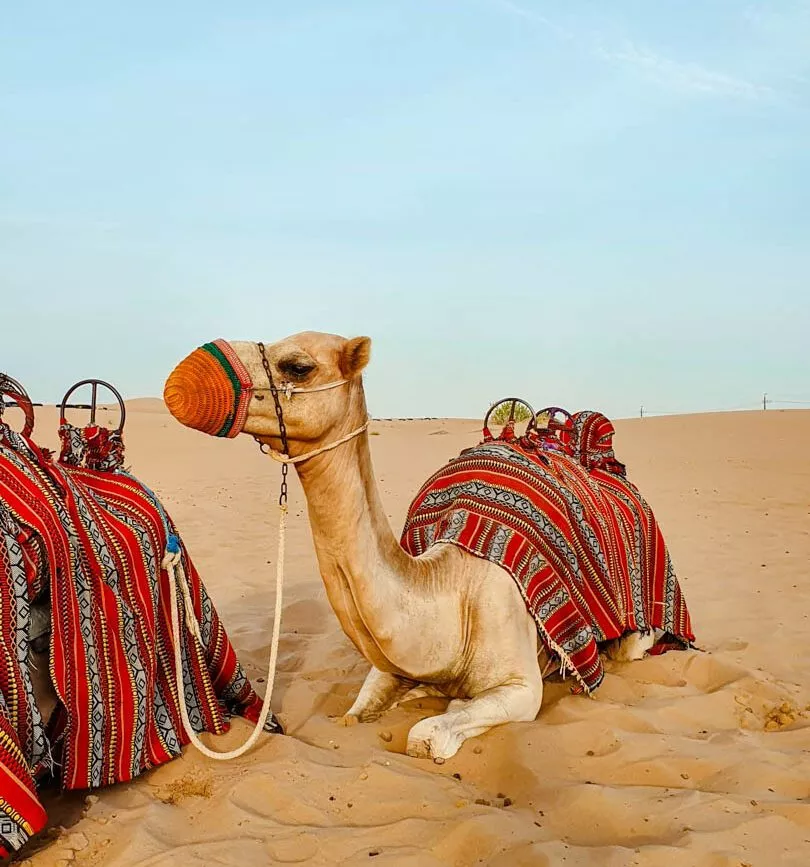 UAE Dubai Kamel in der Wüste