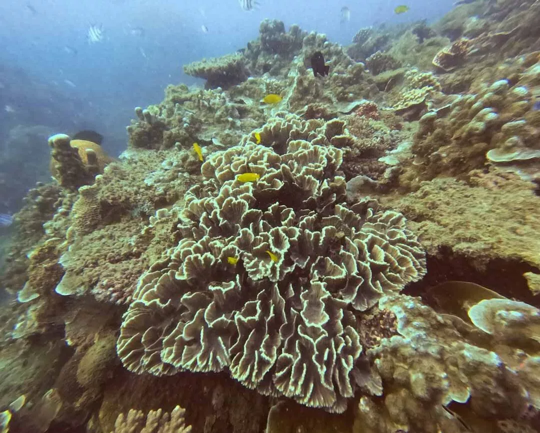 Unterwasserwelt bei Con Dao