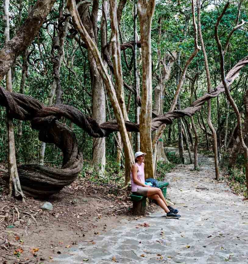 wanderweg mit verzwirbelten baeumen zur dam tre bay con dao