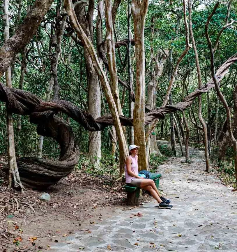 Wanderweg mit verzwirbelten Bäumen zur Dam Tre Bay, Con Dao