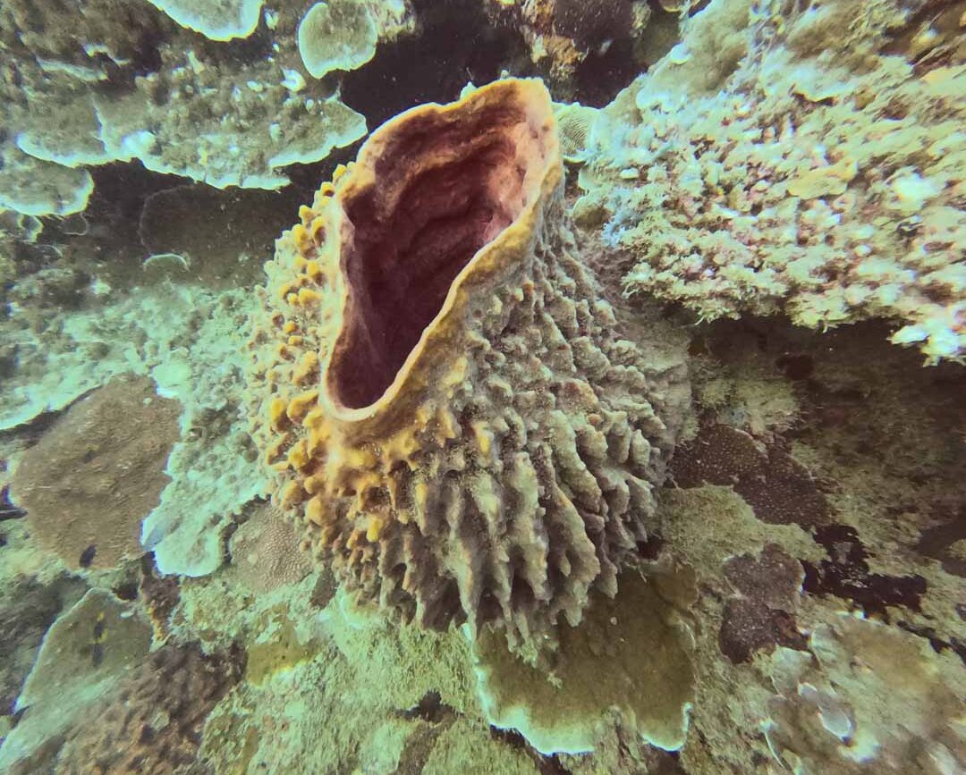 wunderschoene koralle vietnam