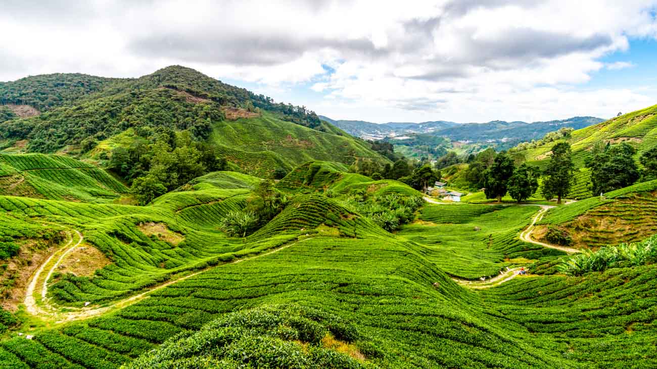 Malaysia Cameron Highlands 2