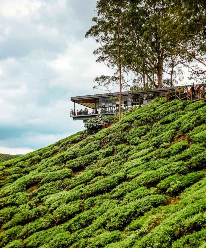 Malaysia Cameron Highlands Boh Teeplantage