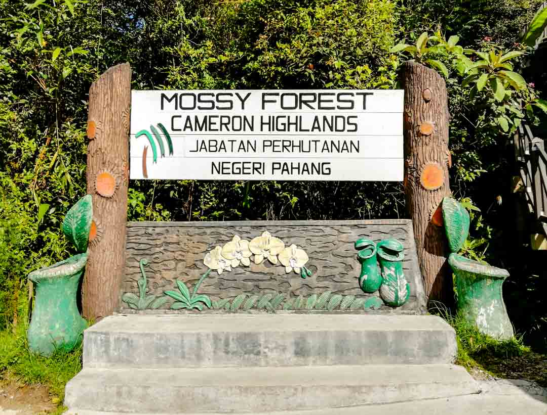 malaysia cameron highlands mossy forest malaysia cameron highlands mossy forest