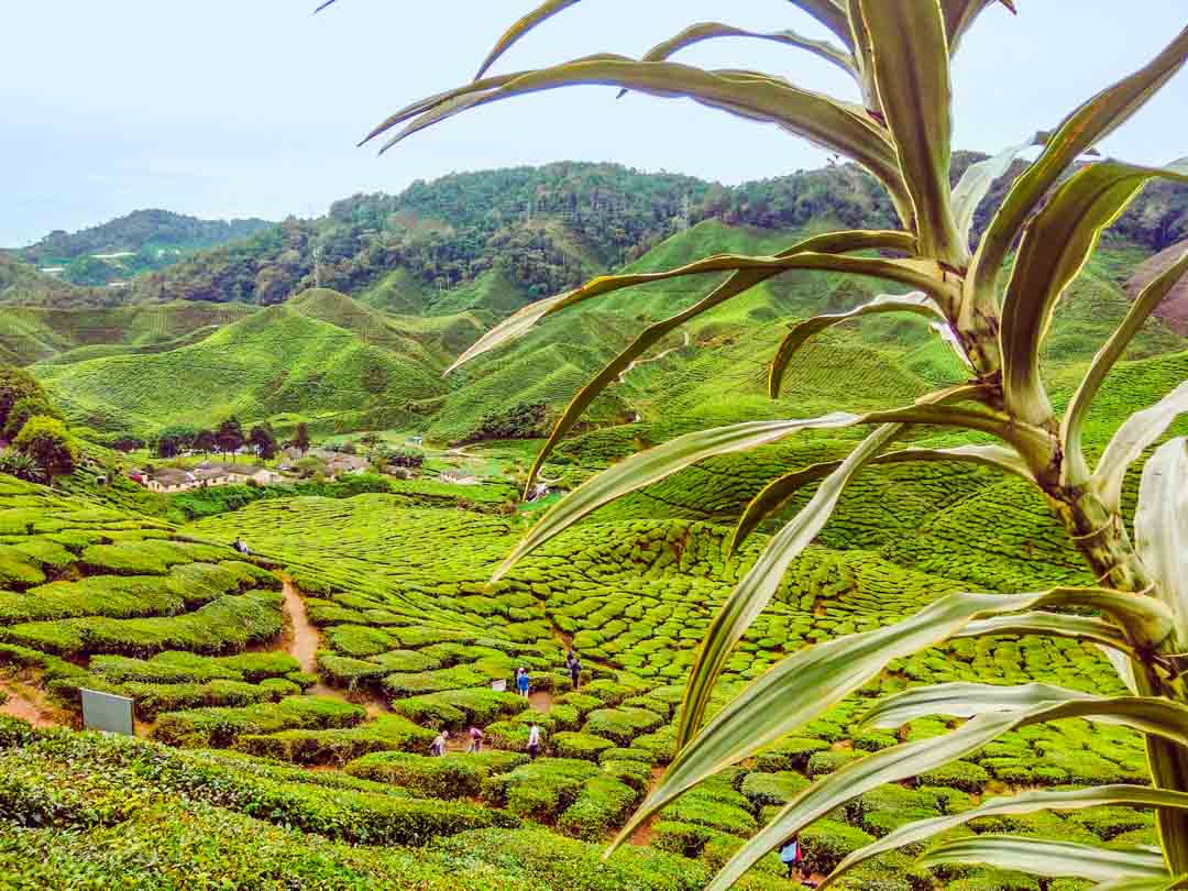 malaysia cameron highlands teeeplantage malaysia cameron highlands teeeplantage