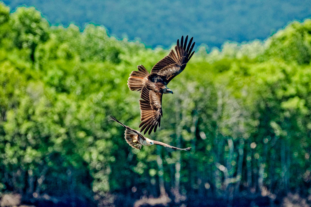 malaysia kilim geoforest park adler malaysia kilim geoforest park adler