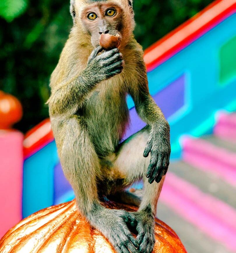 Malaysia Kuala Lumpur Batu Caves Affe