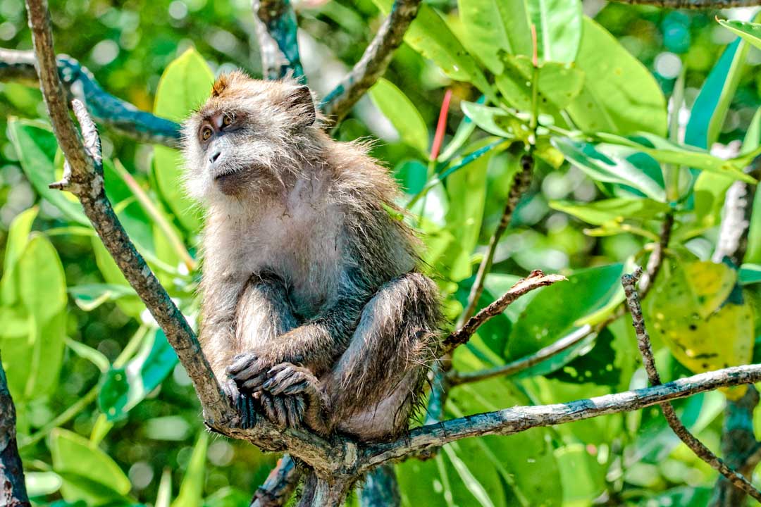 malaysia langkawi kilim geoforest park makake malaysia langkawi kilim geoforest park makake