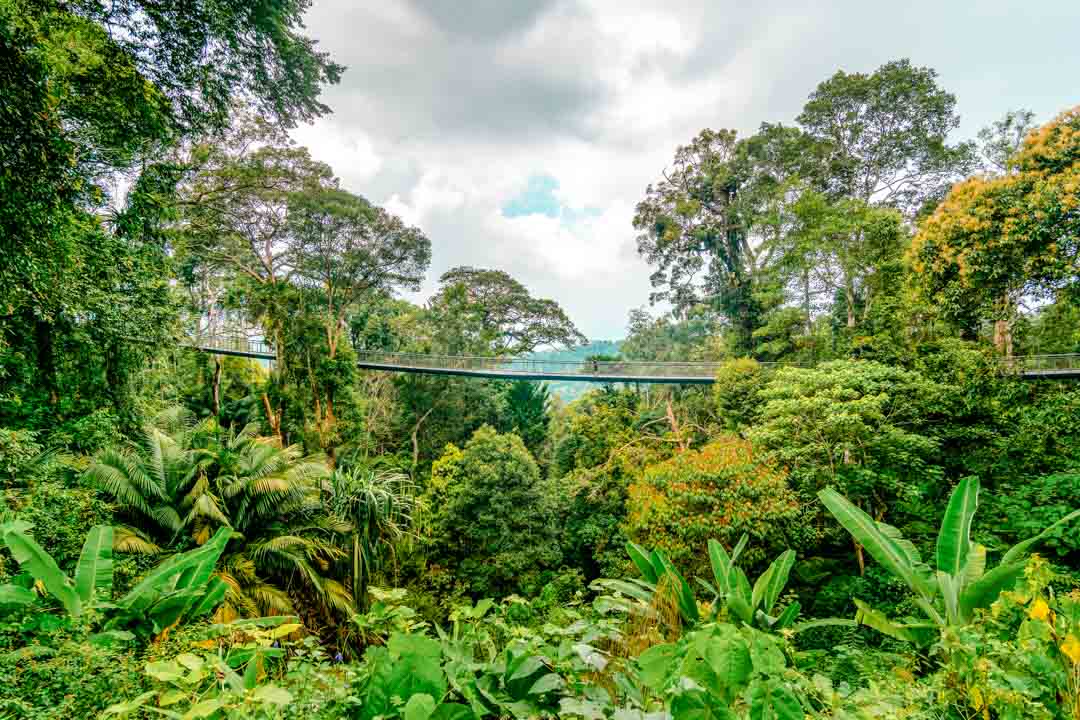 malaysia penang hill regenwald malaysia penang hill regenwald