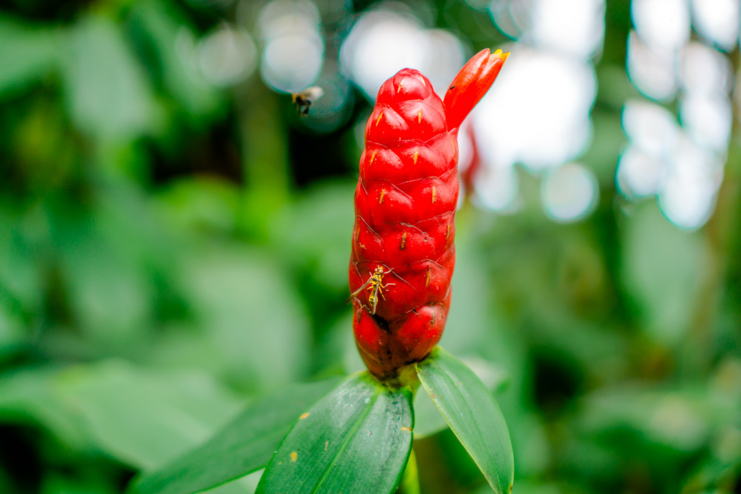 malaysia penang ingwer blume malaysia penang ingwer blume