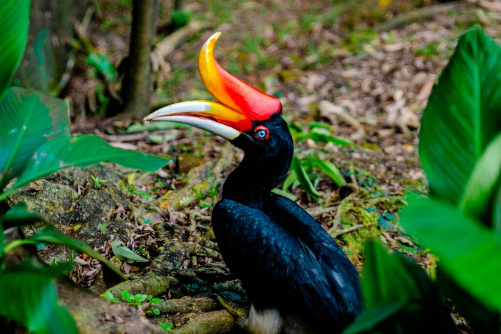 Malaysia Pulau Pangkor Hornbill
