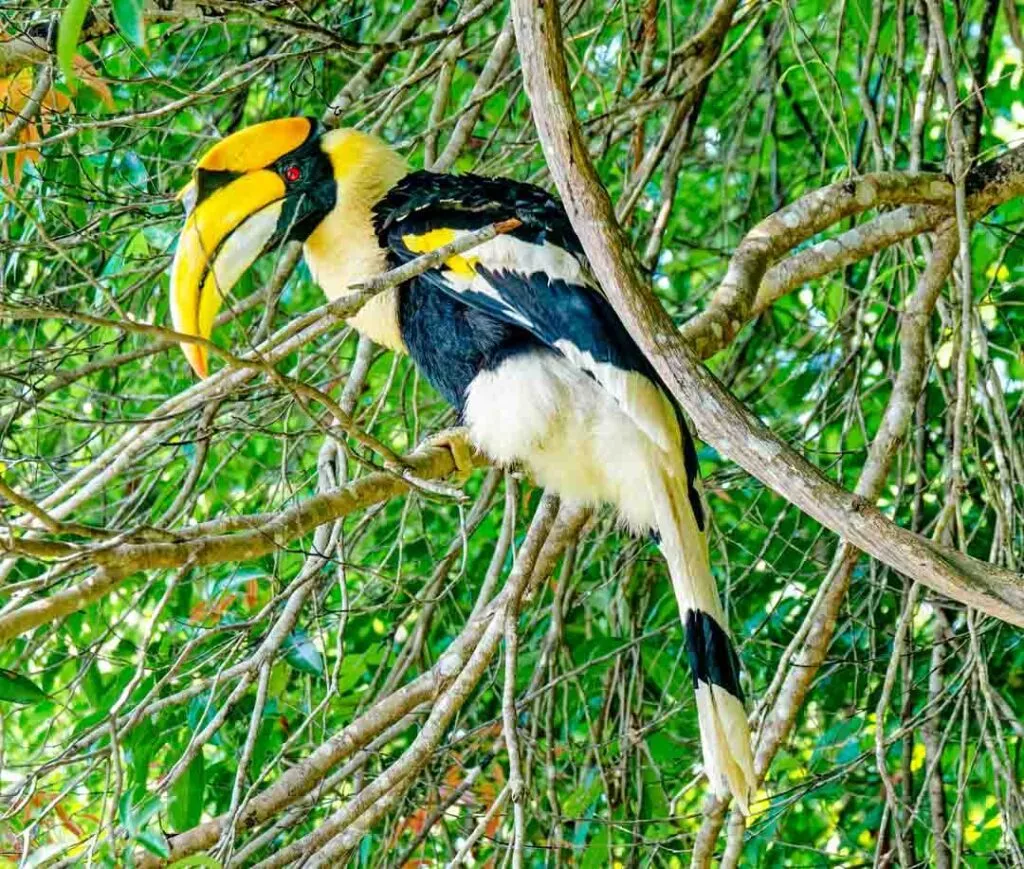 malaysia pulau pangkor nashornvogel malaysia pulau pangkor nashornvogel