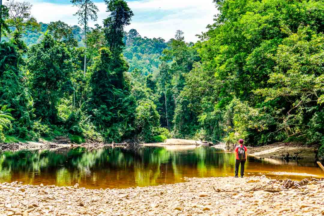 malaysia taman negara regenwald malaysia taman negara regenwald