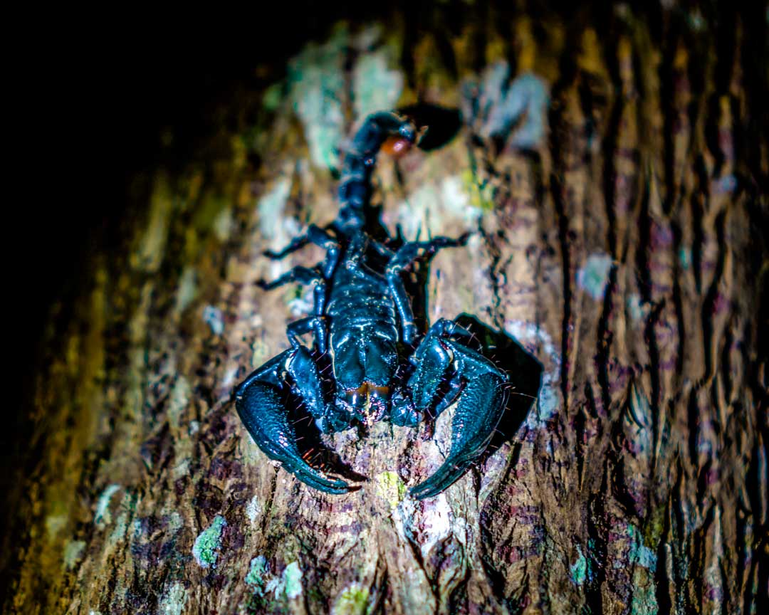 malaysia taman negara skorpion malaysia taman negara skorpion