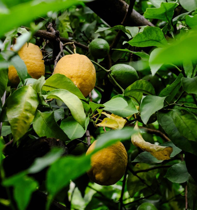 Zitronenbäume in Limone am Gardasee