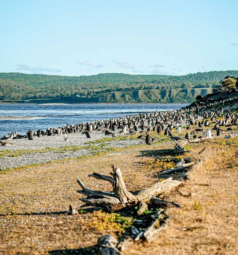 argentinien feuerland ushuaia isla martillo