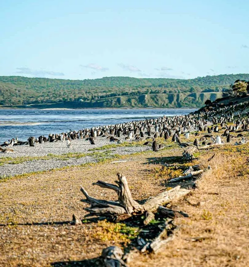 argentinien feuerland ushuaia isla martillo argentinien feuerland ushuaia isla martillo