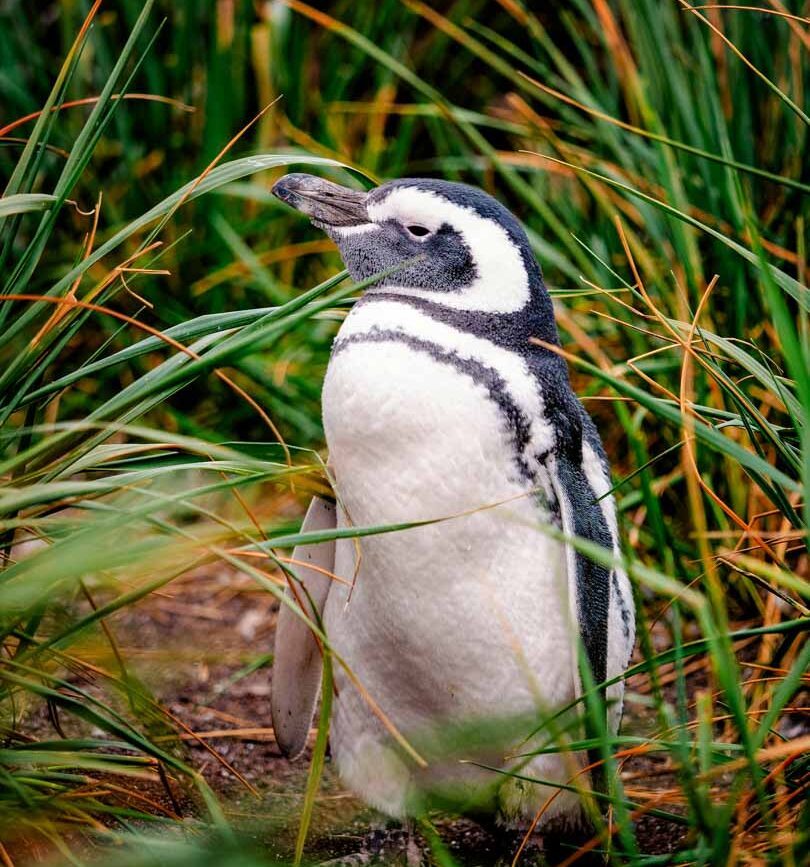 argentinien feuerland ushuaia isla martillo pinguin 2