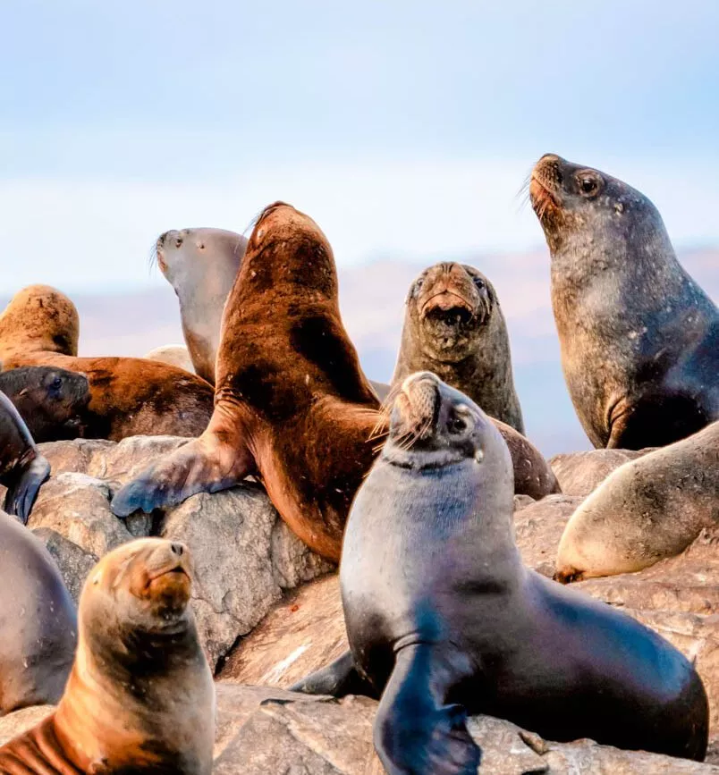 argentinien feuerland ushuaia seeloewen argentinien feuerland ushuaia seeloewen