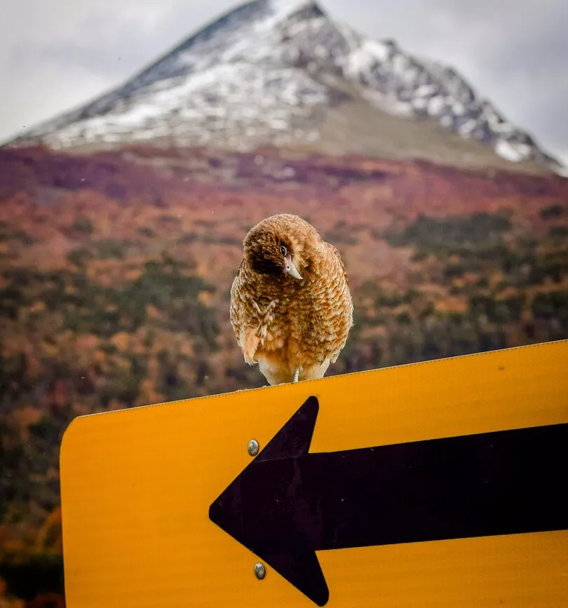 argentinien feuerland ushuaia vogel auf schild argentinien feuerland ushuaia vogel auf schild