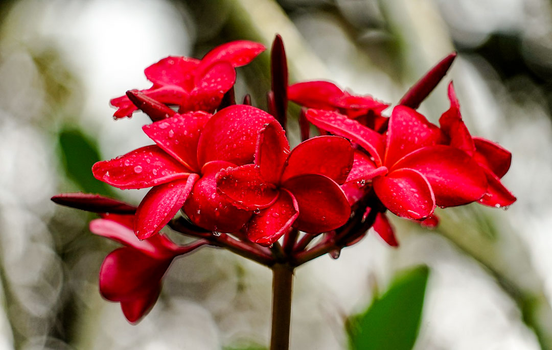 singapur blumen im flower dome