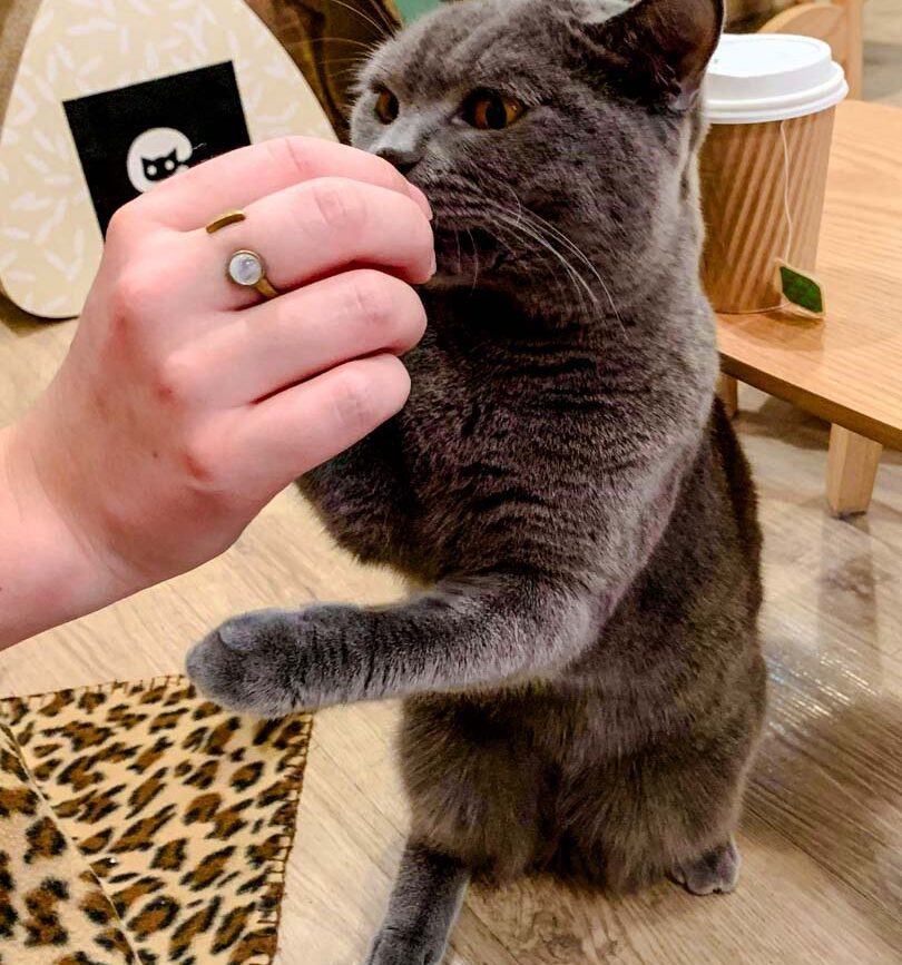 singapur meiomi cat cafe