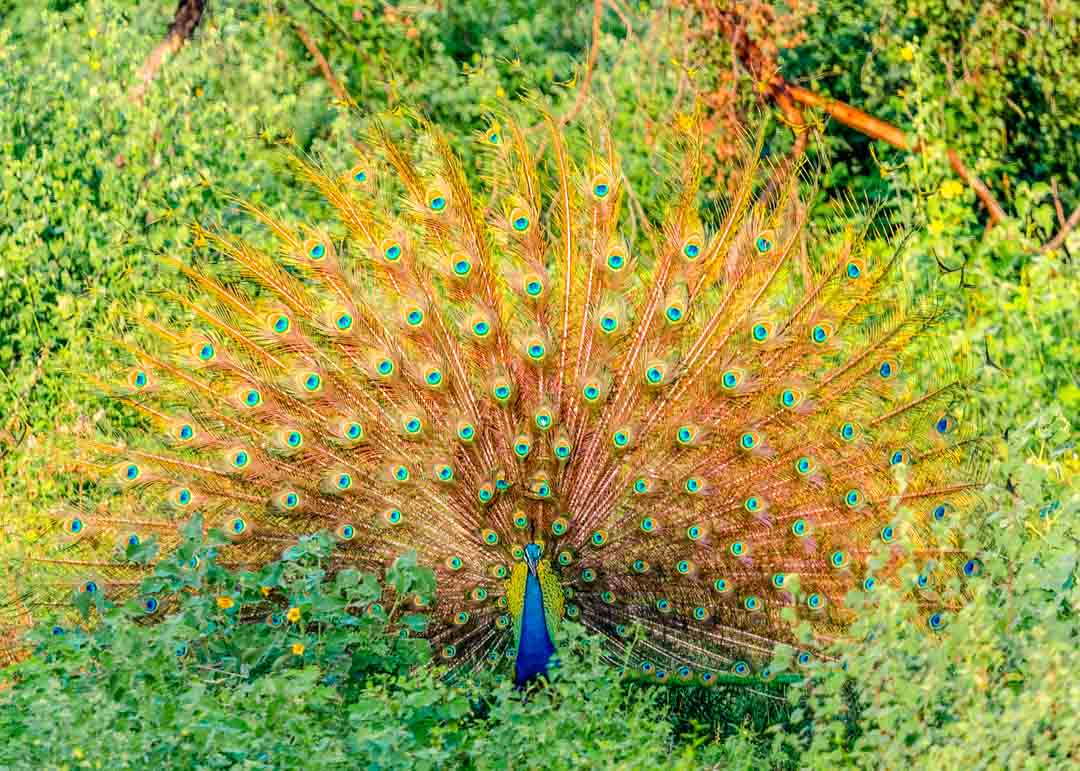 Sri Lanka Udawalawe National Park Pfau