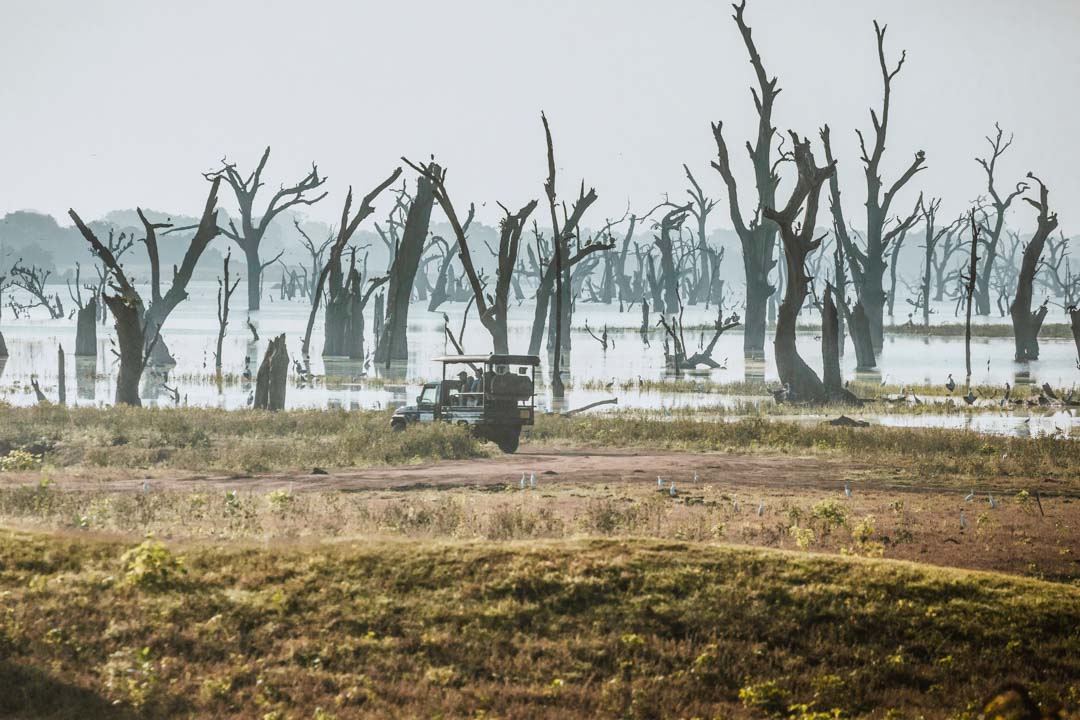 Sri Lanka Udawalawe National Park Safari