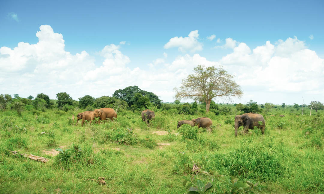 Sri Lanka Udawalawe National Park wilde Elefanten beim Grasen