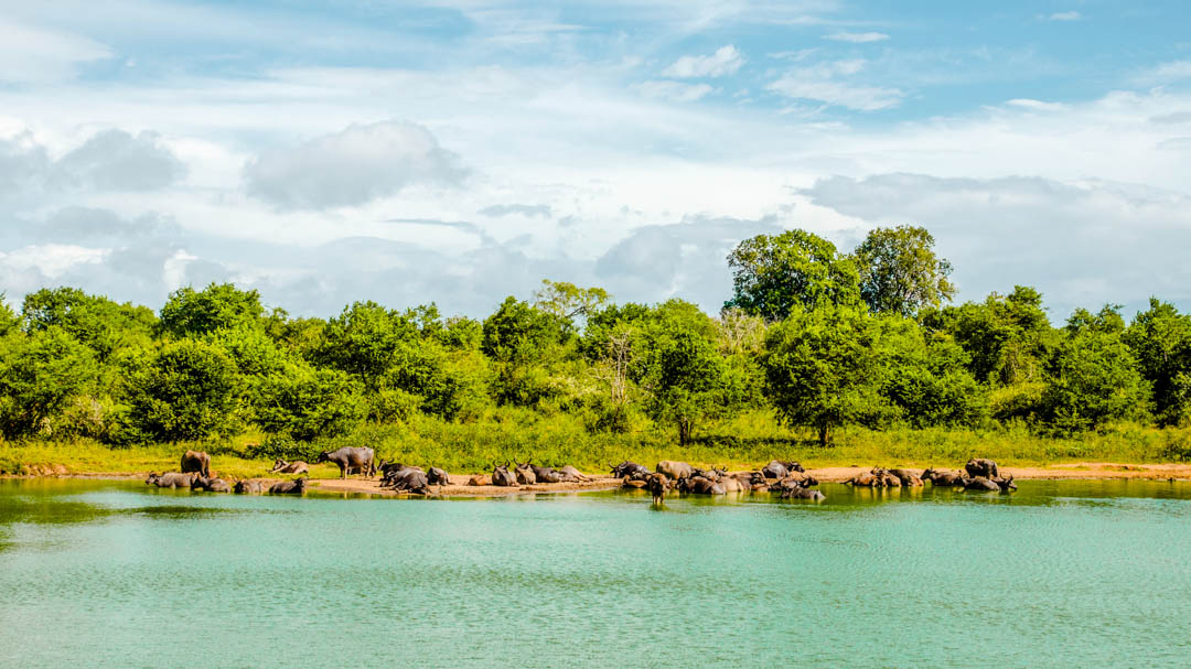 Sri Lanka Udawalawe National Park Wildtiere am See