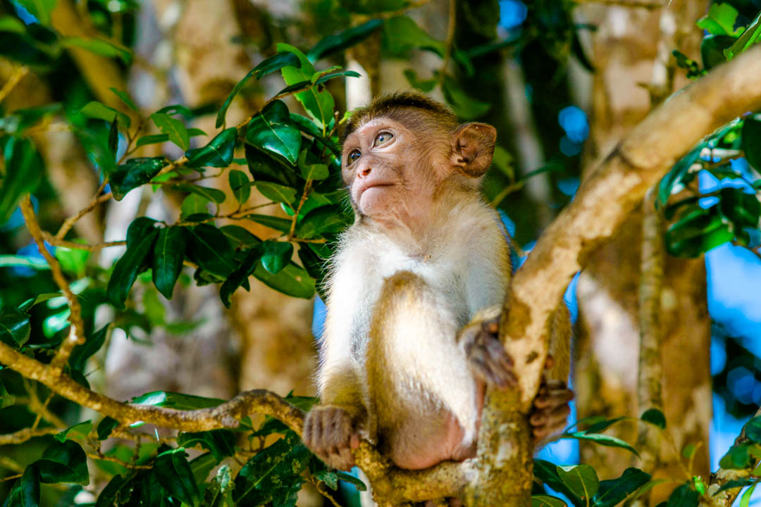 Sri Lanka Wilpattu National Park Affe im Nationalpark