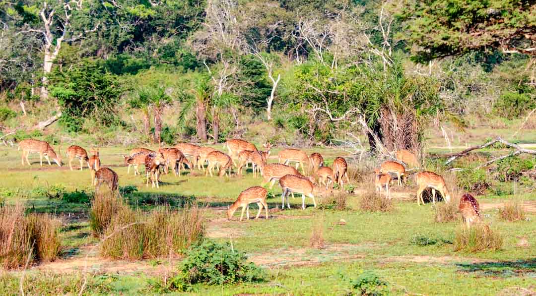 Sri Lanka Wilpattu National Park Hirsche grasen im Nationalpark