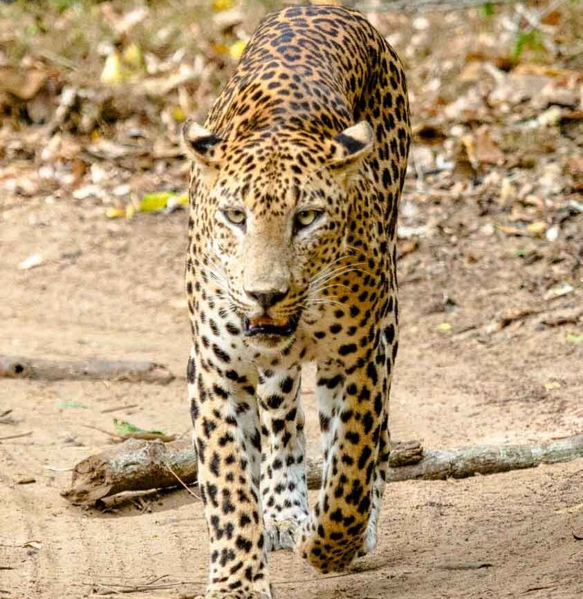 Sri Lanka Wilpattu National Park Leopard im Nationalpark
