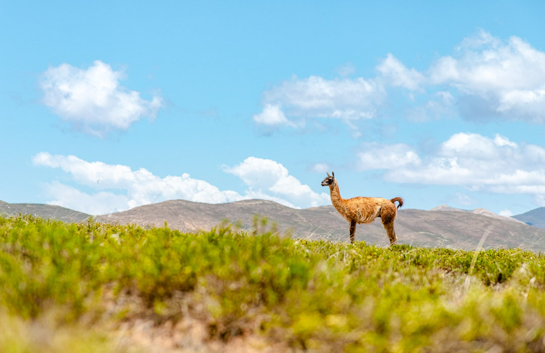 argentinien cachi lama