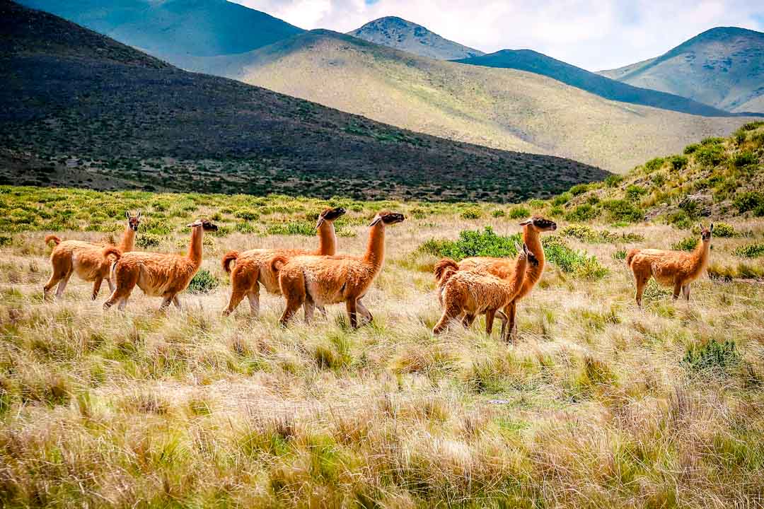 argentinien cachi lamas