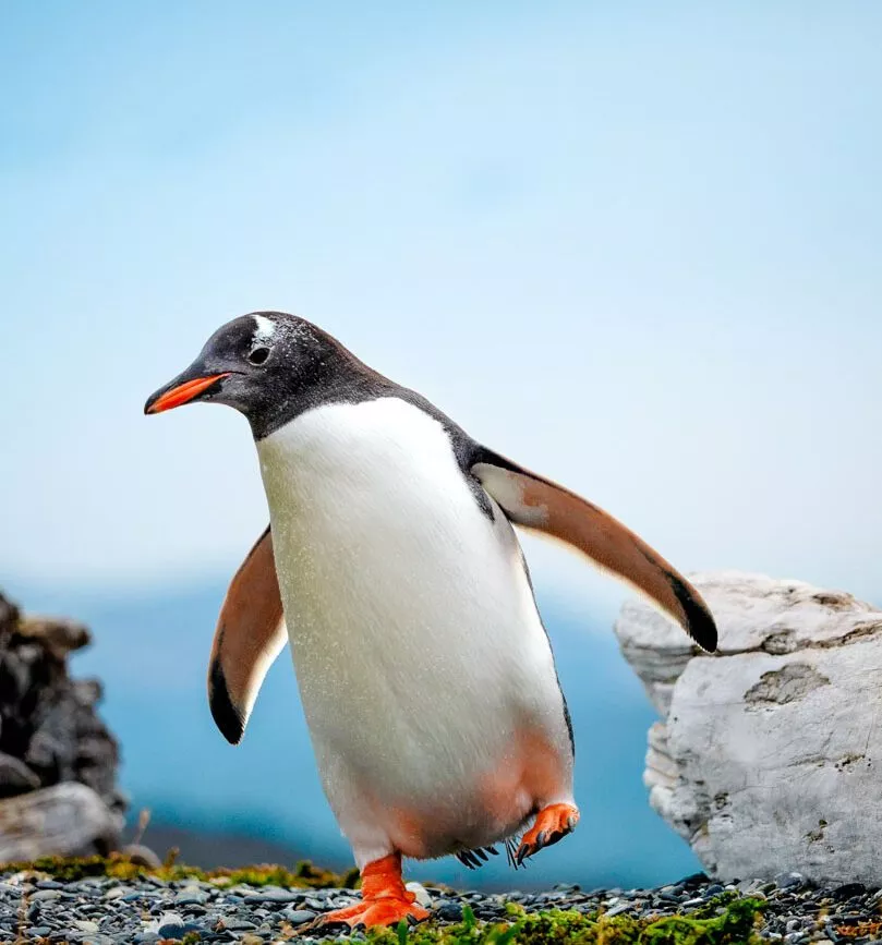 argentinien feuerland ushuaia isla martillo pinguin argentinien feuerland ushuaia isla martillo pinguin