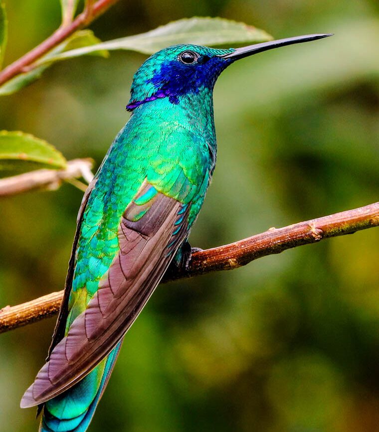 Argentinien Iguazu Kolibri