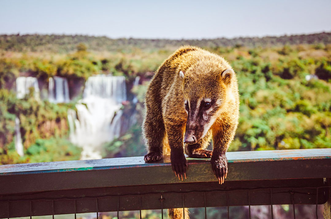 argentinien iguazu nasenbaer Argentinien Iguazu Nasenbär