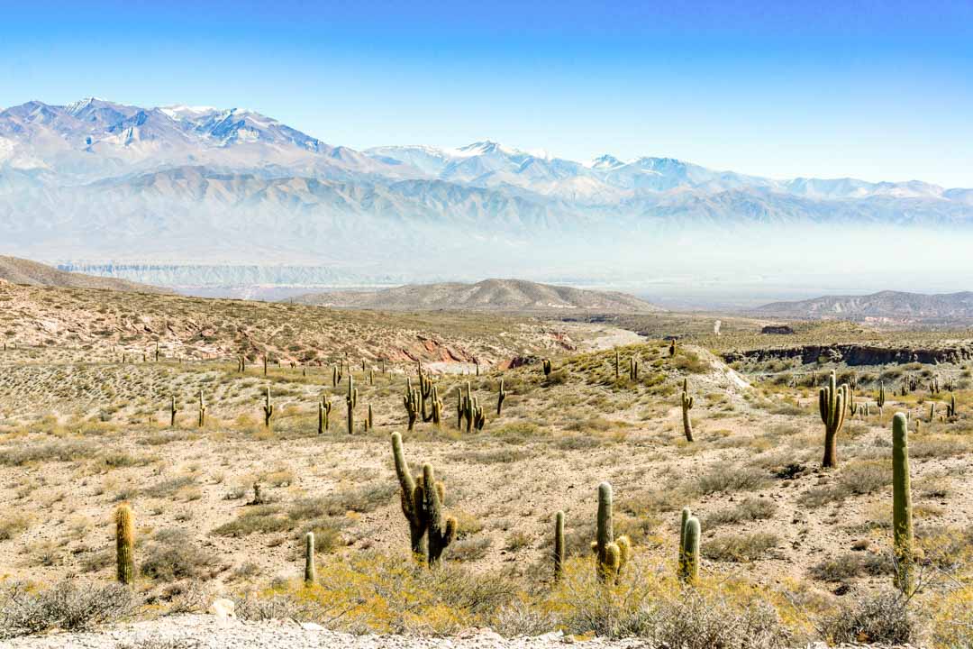 argentinien los cardones kakteen